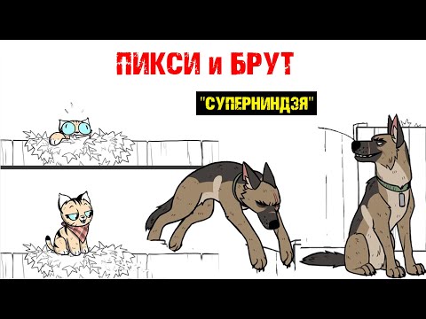 Пикси и Брут "СУПЕРНИНДЗЯ". Трогательная история дружбы военного Пса и Котенка! Комиксы от ХаХмачо