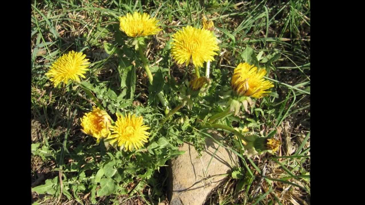 Schmidtheim im Sommer