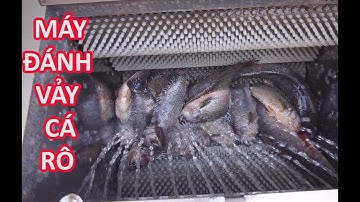 Phân phối máy đánh vảy cá takyo ở thành phố hồ chí minh, video đánh vảy cá rô đồng
