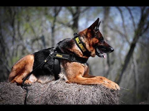 გერმანული ნაგაზი/German Shepherd