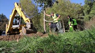un jeune micocoulier déplacé à aix
