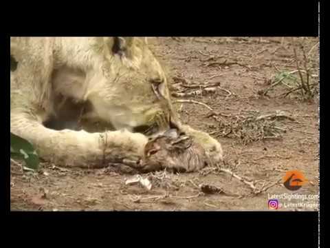 Anne aslan yavru ceylanı yemeye kıyamıyor, Allah ım sen ne kadar yücesin ...