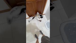 Skunk kids, let‘s go!🦨#shortvideo #skunks #shorts #funny #fyp #pets #play #cute #animals