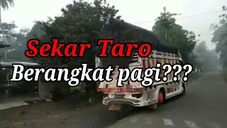 VIRAL Truck cabe SEKAR TARO Berangkat pagi