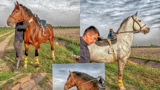 2 та от сотилади! OT UZBEKISTAN! Online horse market! Horses