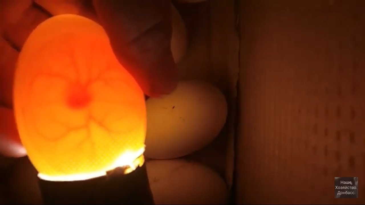 Овоскопирование куриных яиц по дням фото. Овоскопирование гусиных яиц. Овоскопирование утиных яиц. Овоскопирование куриных 14 день. Овоскопирование утиных яиц в инкубаторе.