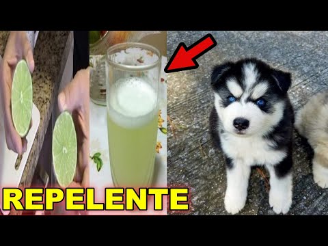 Vídeo: Como Evitar Que Seu Cachorro Implore