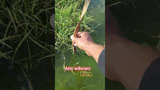 hati hati #algoritma  #feedshorts