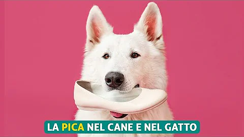 Perché il mio gatto mastica la plastica?
