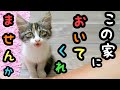 かわいい三毛猫の子猫を保護したオジサンがメロメロになっていく動画