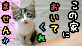 かわいい三毛猫の子猫を保護したオジサンがメロメロになっていく動画