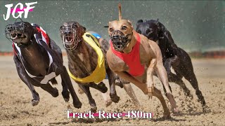 Greyhound Race 480m - Elite Dog Athletes! 🏆