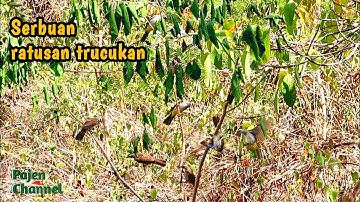 Serbuan ratusan trucukan saat mikat