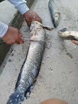 2021 Iyul 11 2500gr ilon bosh