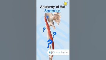 Sartorius Anatomy #physicaltherapy #physiotheraphy #sartorius #anatomy