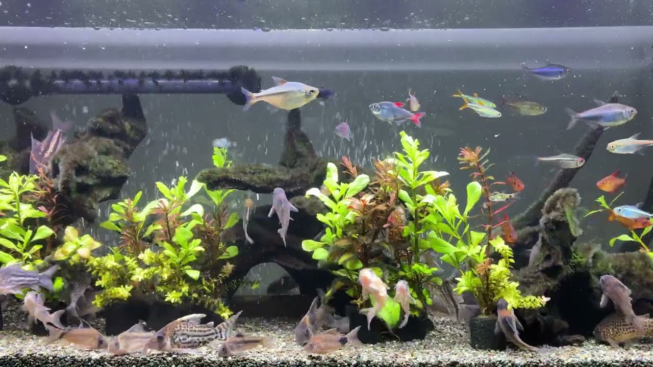 Relaxing Aquarium 1755 / 熱帯魚50種混泳水槽 アクアリウム 4K - YouTube Relaxing Aquarium 1755 / 熱帯魚50種混泳水槽 アクアリウム 4K - YouTube