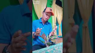 #KULEPAS DENGAN IKHLAS - versi Sedih - Andre San cover by #WakatobiAmbon tiktok(1)