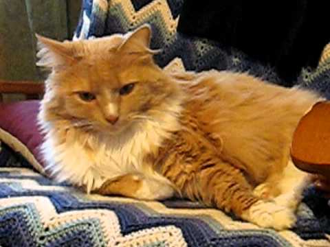 animals listening to music