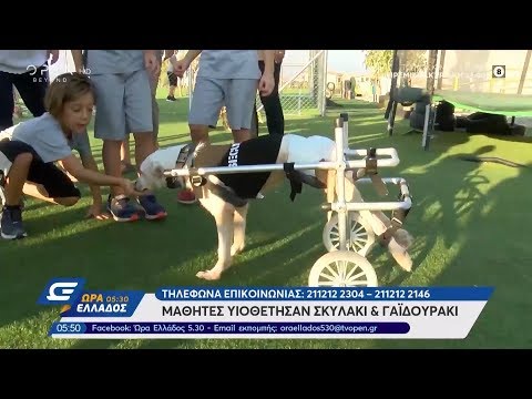 Μαθητές υιοθέτησαν ανάπηρο σκυλάκι και γαϊδουράκι - Ώρα Ελλάδος 05:30 4/10/2019 | OPEN TV