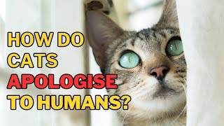 How Do Cats Apologise To Humans?