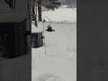 Granda ruĝkapa pego