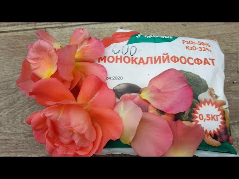 Видео: Подходит ли калий для роз?