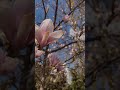 Beautiful magnolia tree at Lublin city centre 🌸 #lublin #magnolia #poland #spring #travelpoland