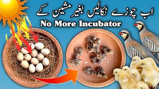 Incubate Eggs without Incubator | Hatching without Incubator | No more incubator | Sunlight Hatching