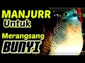 Suara Perkutut Memanggil Bikin Perkutut Lain Langsung Terpesona Mp3 - Mp4 Download
