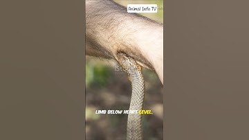 What Happens When a Snake Bites You? 🐍 | Venom, Symptoms & First Aid