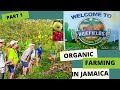 Organic Farming in Jamaica| Bluefields Organic Farm| How to do organic farming| #JAMAICA-PART 1