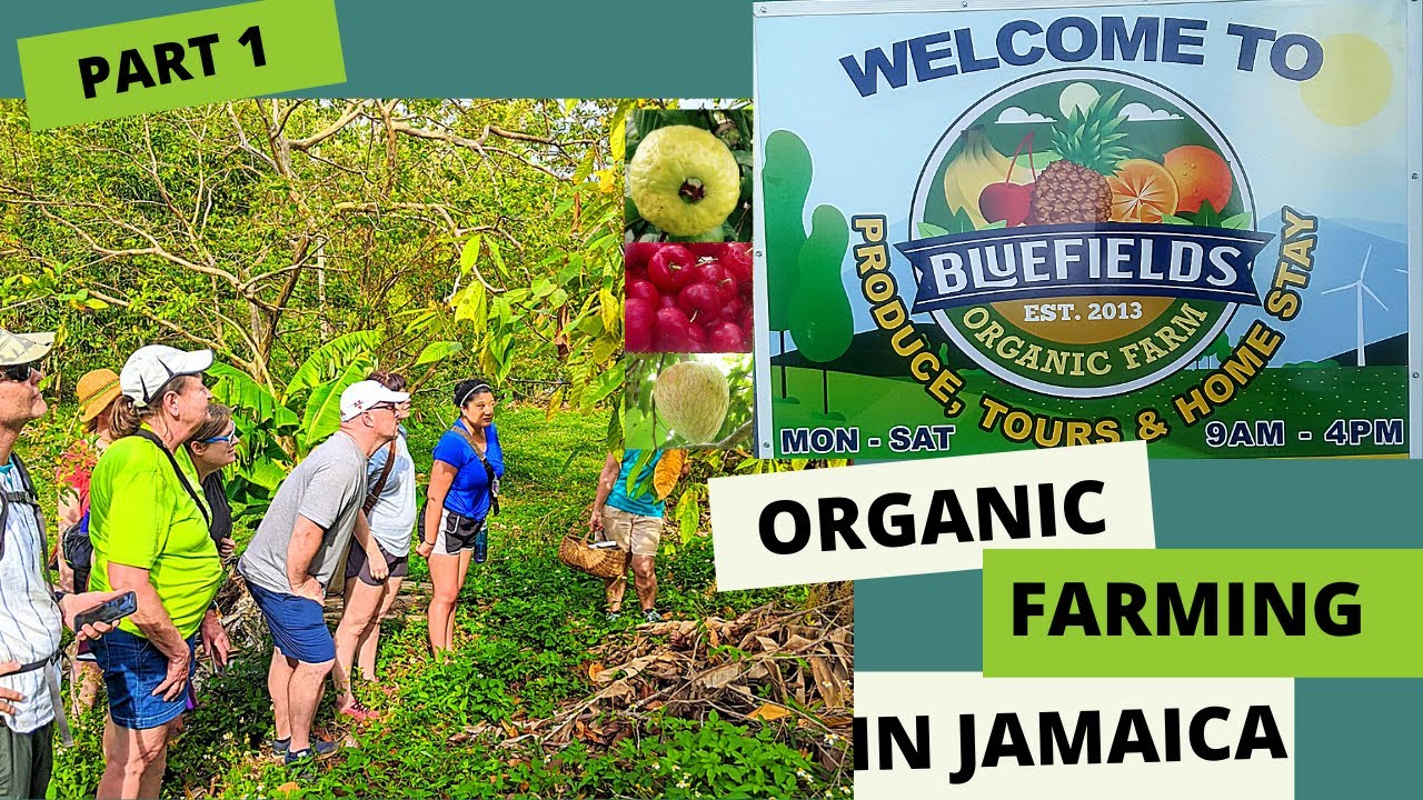 Organic Farming in Jamaica Bluefields Organic Farm How to do organic farming JAMAICAPART 1