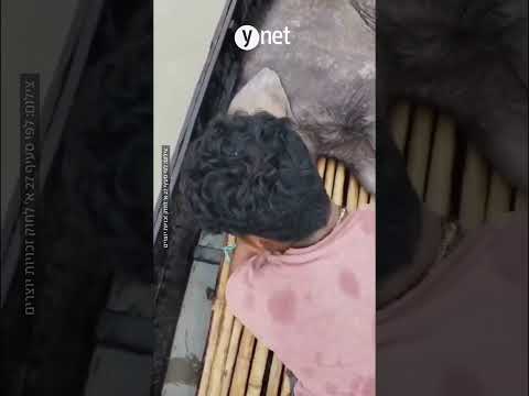 Рыбаки, плывшие по реке, спасли детёныша слона, которого унесло течением, и вернули его матери