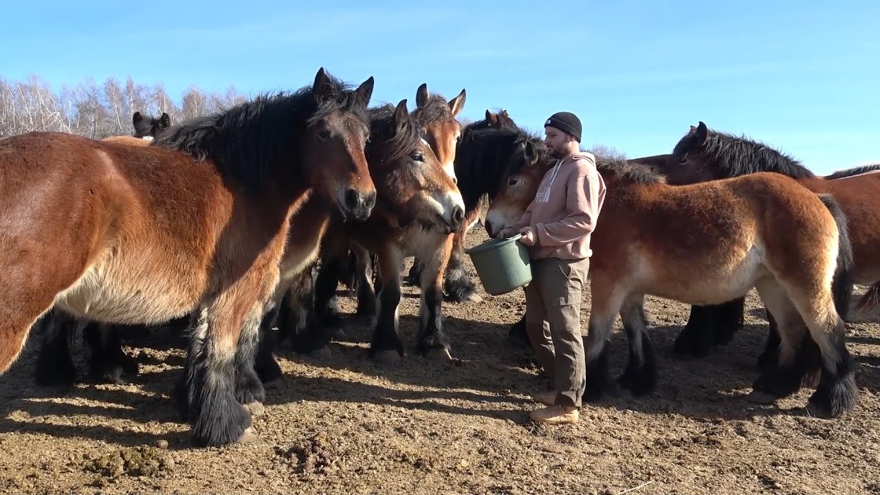 Caii lui Dan Visa de la Cluj - 2025 Nou!!!
