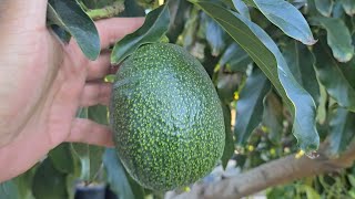 Reed avocado tree profile.