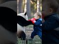 Baby fight with panda#animation#shorts