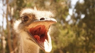Ostrich attack fail