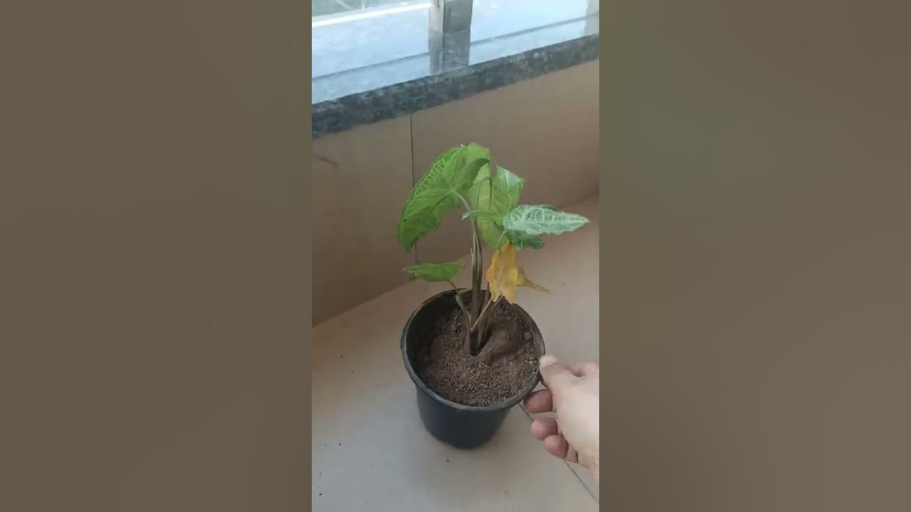 Nursery live plants review indoor plants pack 1099 Do not buy from