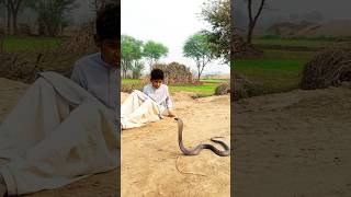 Indian snake|| venomous snake very dangerous
