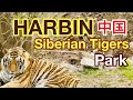 Harbin heilongjiang siberian tiger parkhalf day tour