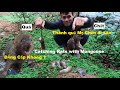 Mr Chồn đi săn gặp bầy chuột cống quỷ quái|Catch Rats|Mongoose hunting