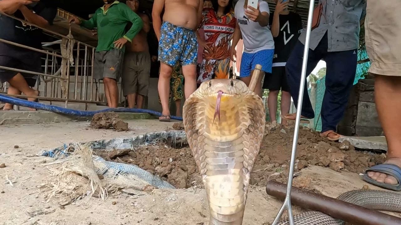 Tập 279 : Quá Nguy Hiểm_Sống Chung Gần 2 Năm Trời Mất Hàng Trăm Con Gà Mà Không Hay Biết...