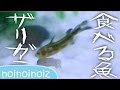 ザリガニを捕食する魚【悲報】追悼 crayfish vs fish ギギ ギバチ エビ