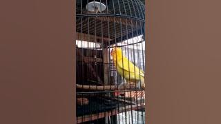 LOvebird Paskun #Qinara...Lb 3/4bln