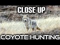 Coyotes at close range in 4k  new 2024 footage