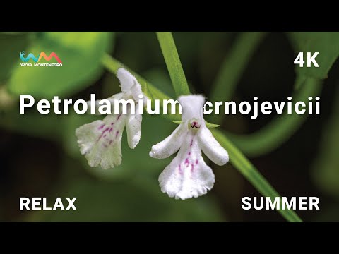 Petrolamium crnojevicii -