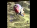 Cute colourful fish with big eyes 👀