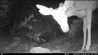 Desert Trail Cam, June 2023, Tucson, Arizona - Fearless quail family follows coyote!