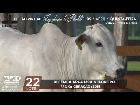LOTE 22