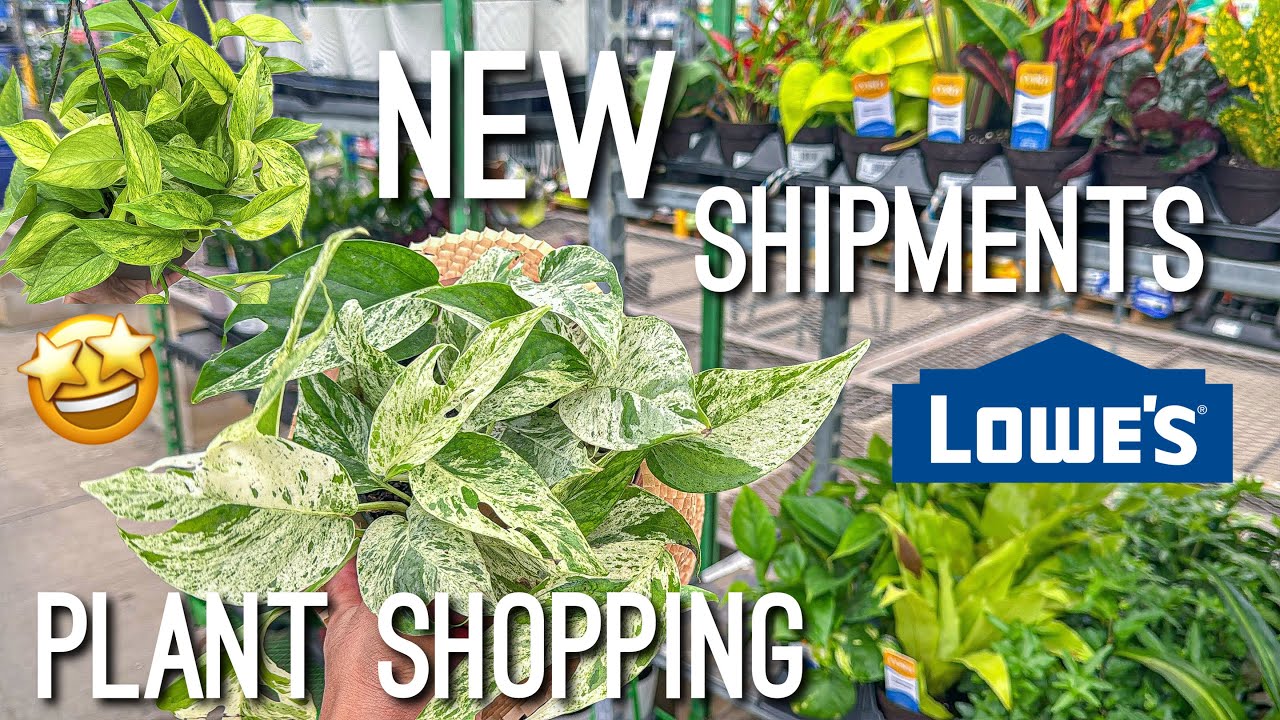 Как найти НОВОЕ комнатное растение в Lowes! Покупка растений в Lowes! Крупный сетевой магазин 🪴